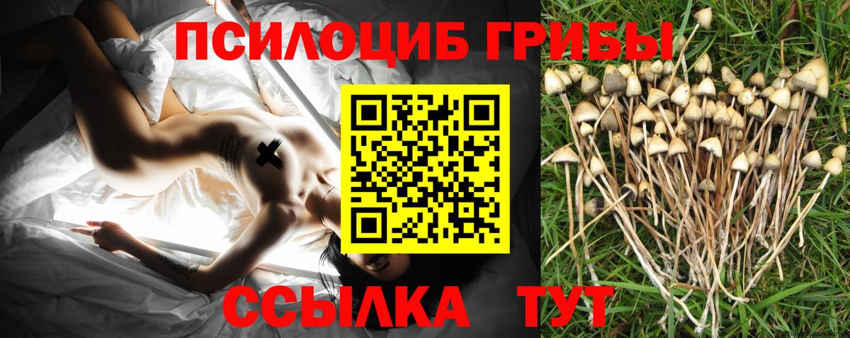 Псилоцибиновые грибы Cubensis Кузнецк