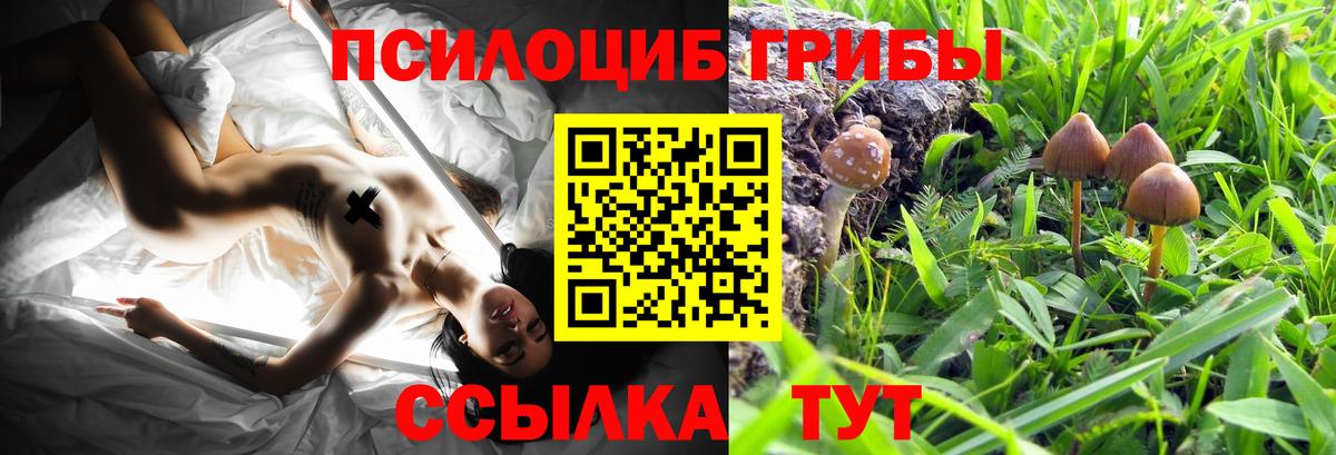 цена   Галлюциногенные грибы прущие грибы  Кузнецк  Вход с VPN  Псилоцибиновые грибы Psilocybe 